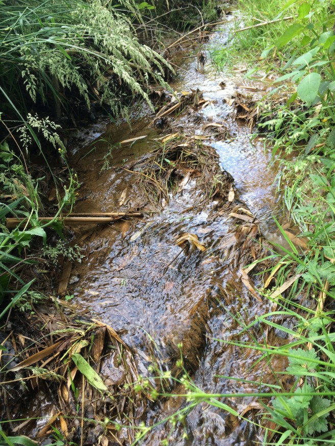 the creek behind my dye studio