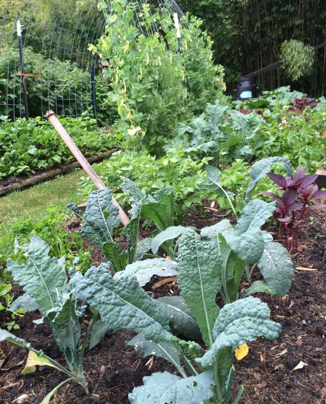 my vegetable garden