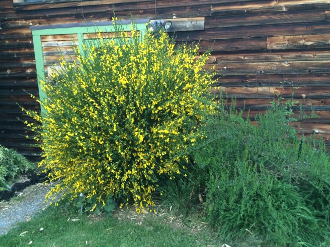 Cytisus scoparius, left Genista tinctoria, right