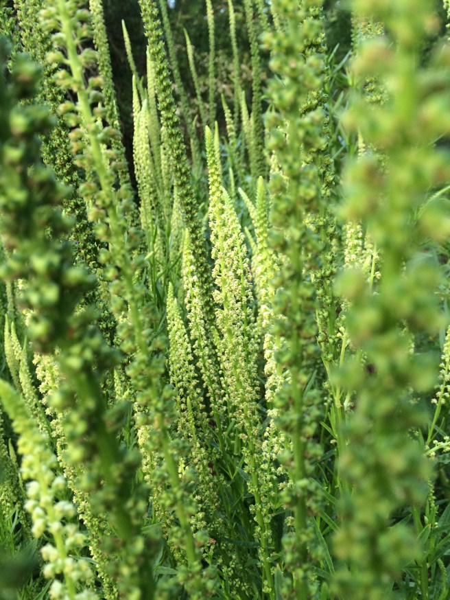 Weld in the garden,  ready to be harvested