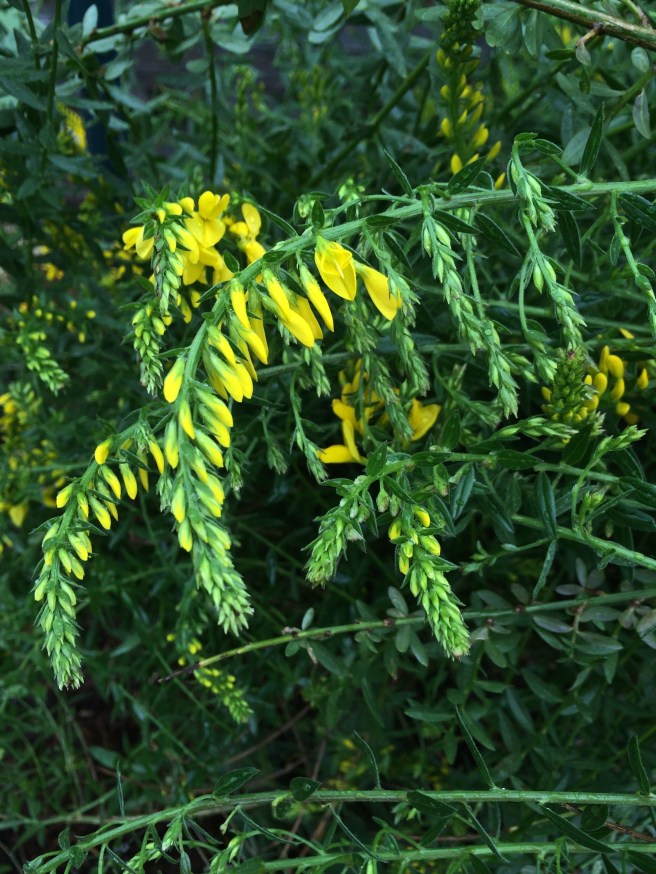 dyer's broom, detail