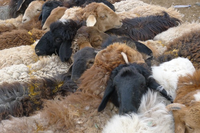 Animal market, Kashgar
