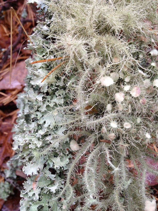 Foliose and fruiticose lichen