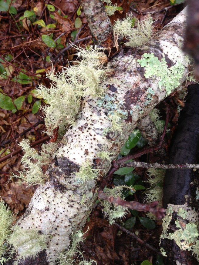 Lichen attached to fallen birch branch