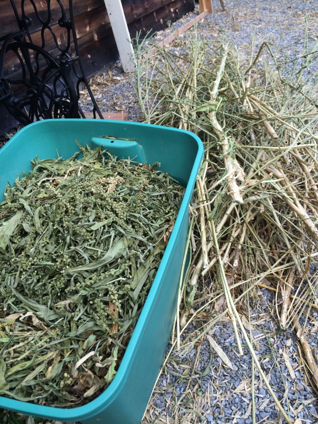 Dried weld (leave and flowers) stored for later use and the discarded stems, which don’t contain much dye. 