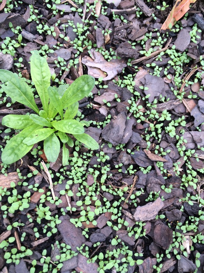 Seedlings coming up in the garden today. These self sowed from the plants. 