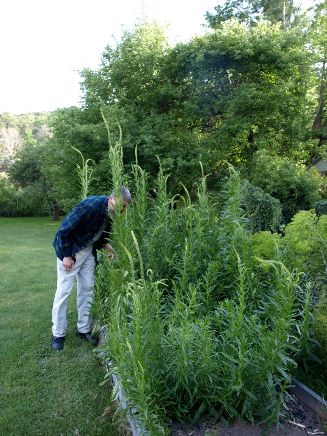 Weld will grown over 6 feet tall the second year
