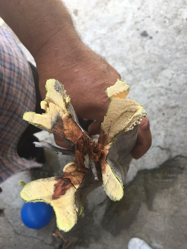 Logowod heartwood, mexico