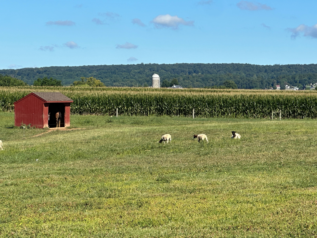  View out the back of the Dye Works